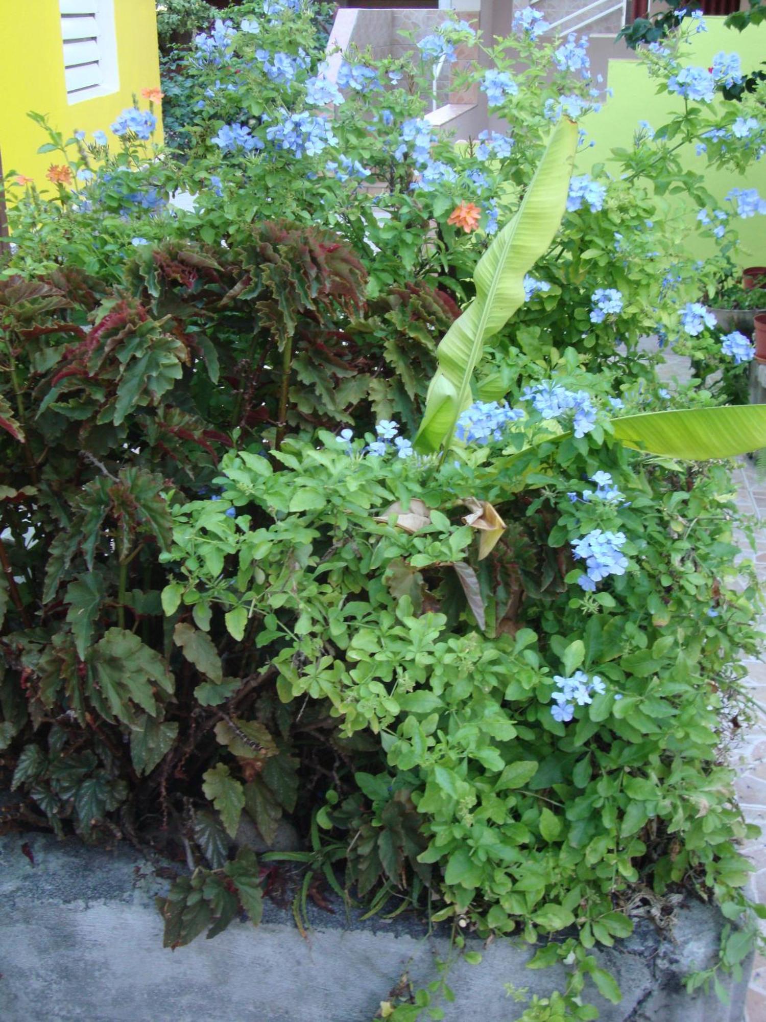 Residence Madelia Port Louis Bagian luar foto