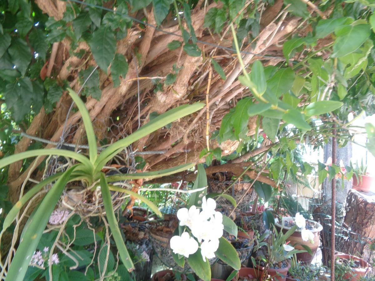 Residence Madelia Port Louis Bagian luar foto